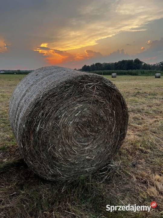 Siano 120x120 tegoroczne z pierwszego pokosu Wschowa