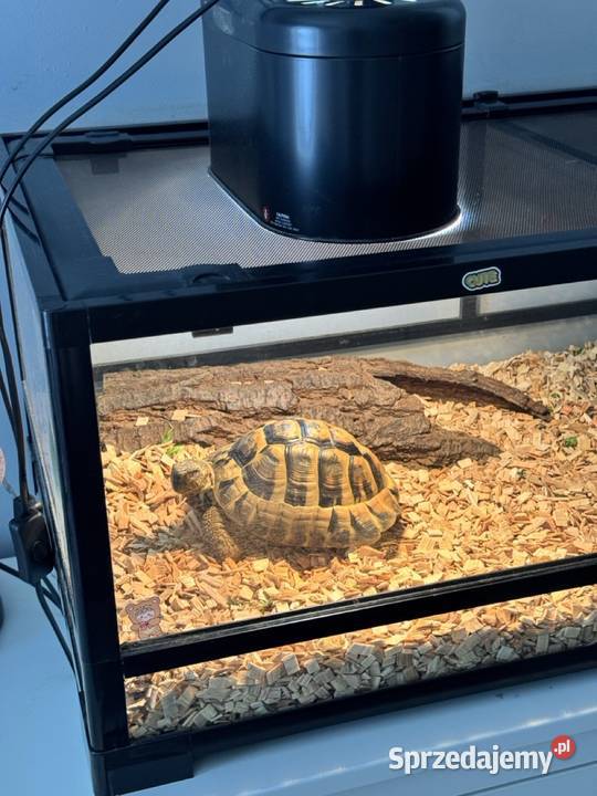Żółw Grecki Terrarium Warszawa