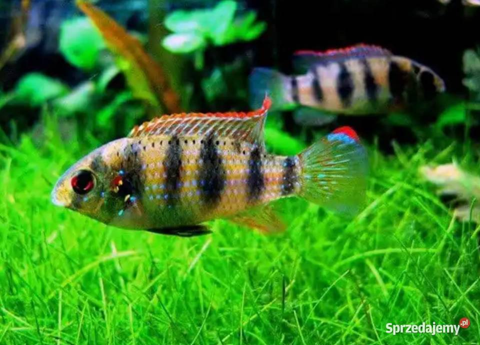 Barwniak Thomasa Anomalochromis thomasi KURIER Gdańsk