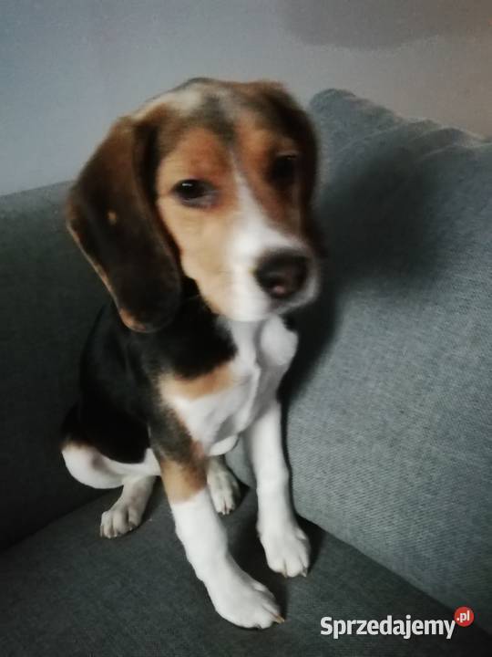 Szczeniak Beagle Mikołów