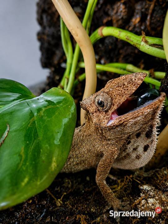 Anolis brodaty samica Lublin sprzedam