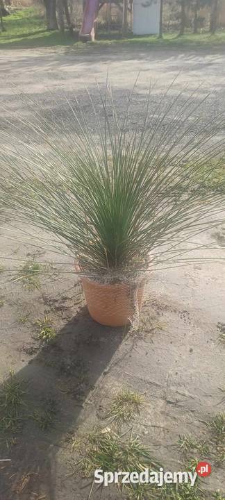 Palmy trawy mrozoodporne