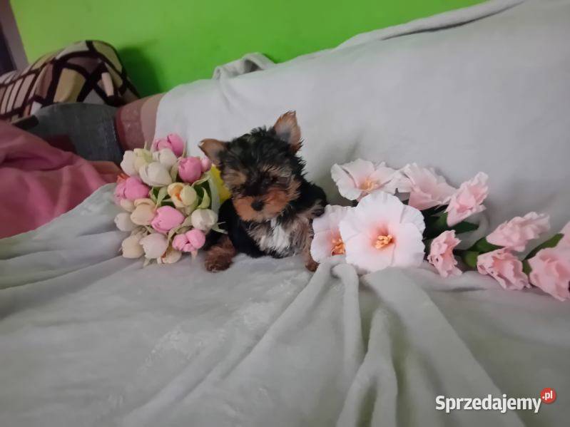 Sprzedam pieska yorka York Płock sprzedam