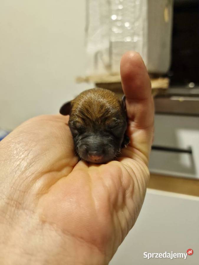 Pinczer miniaturowy XXS zapowiedź miotu ratlerek Myszyniec