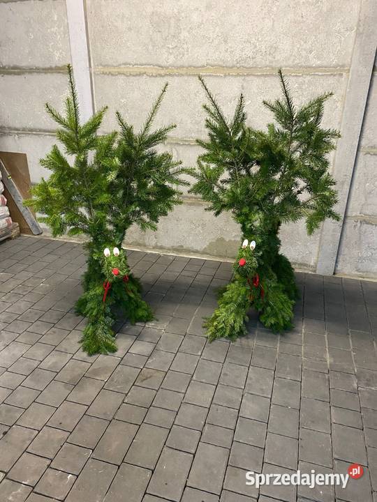 Renifer z jodły żywej pachnącej Duży Zagórów