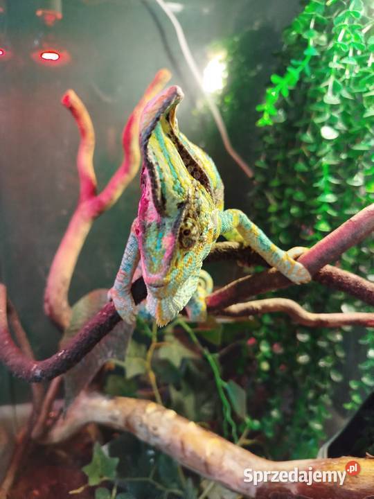 Kameleon Jemeński z terarium Gady i płazy śląskie Boguchwałowice