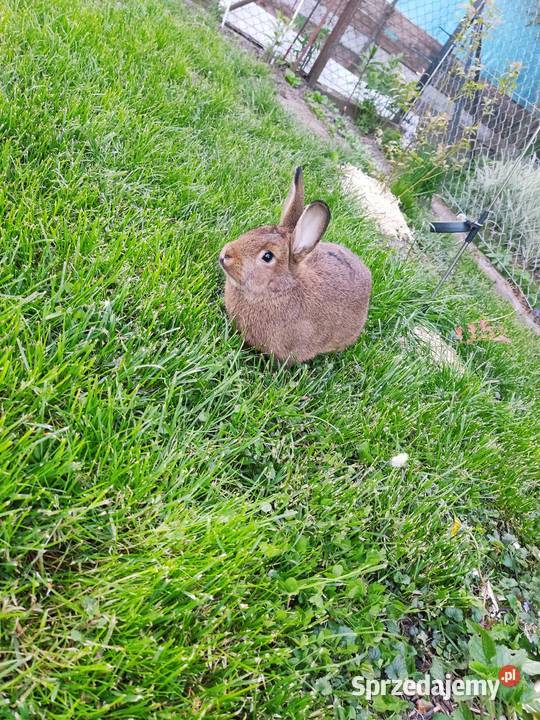 Króliki szary wiedeński