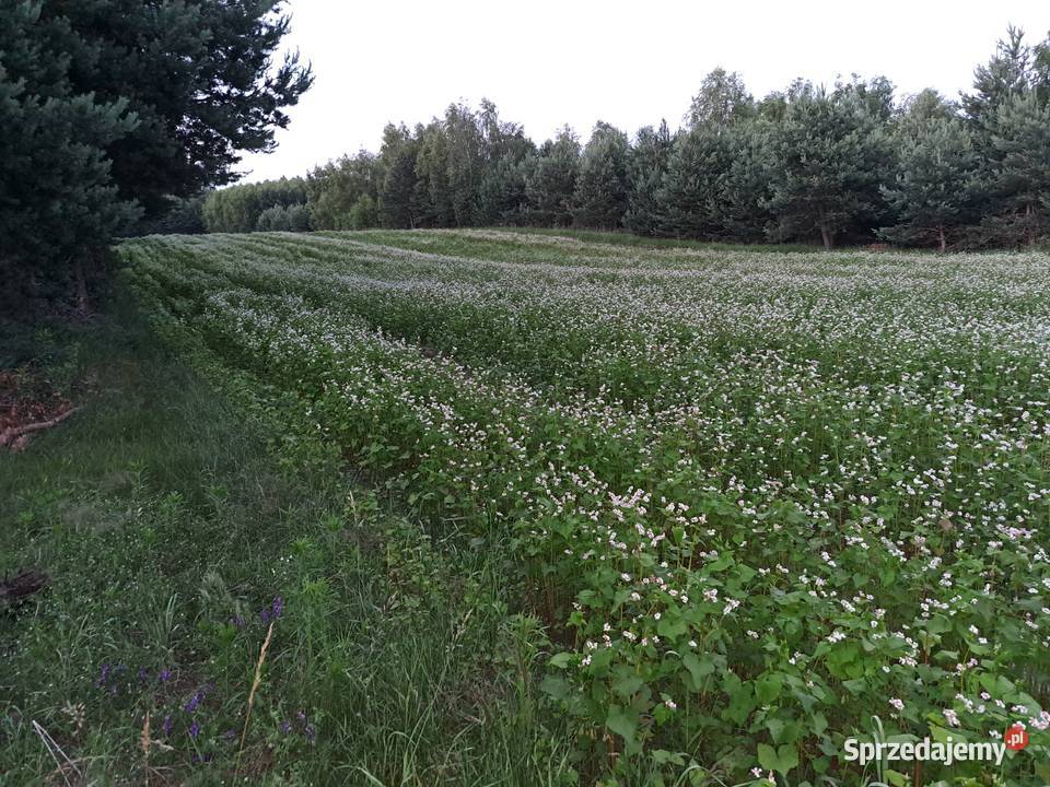 Gryka na popolon nasiona Pozostałe Włoszczowa