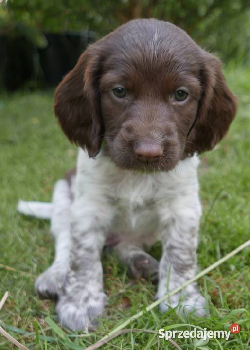 Polski Spaniel Myśliwski - szczeniaki