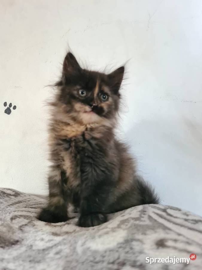 Kotki maine coon