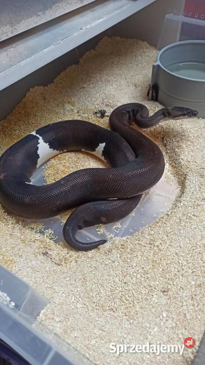 Waż pyton królewski 8ball