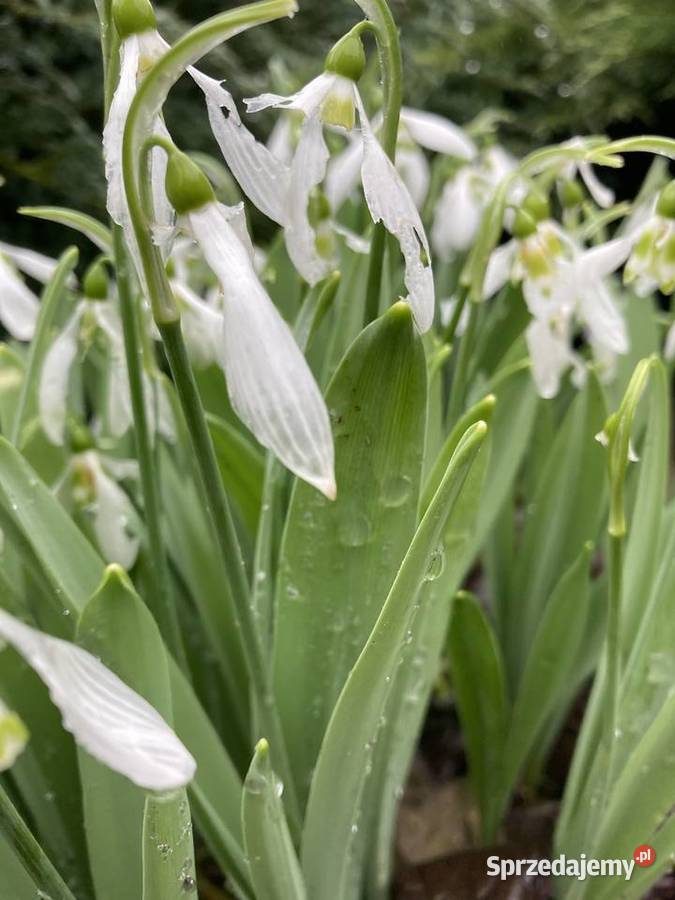 Przebiśnieg Elwesa cebulki cebule z polskiej lubelskie Lublin