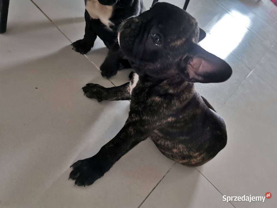 Buldog francuski Psy Chełmno