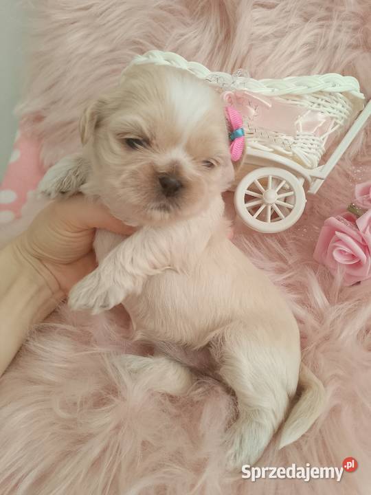 Piękna suczka rasy ShihTzu