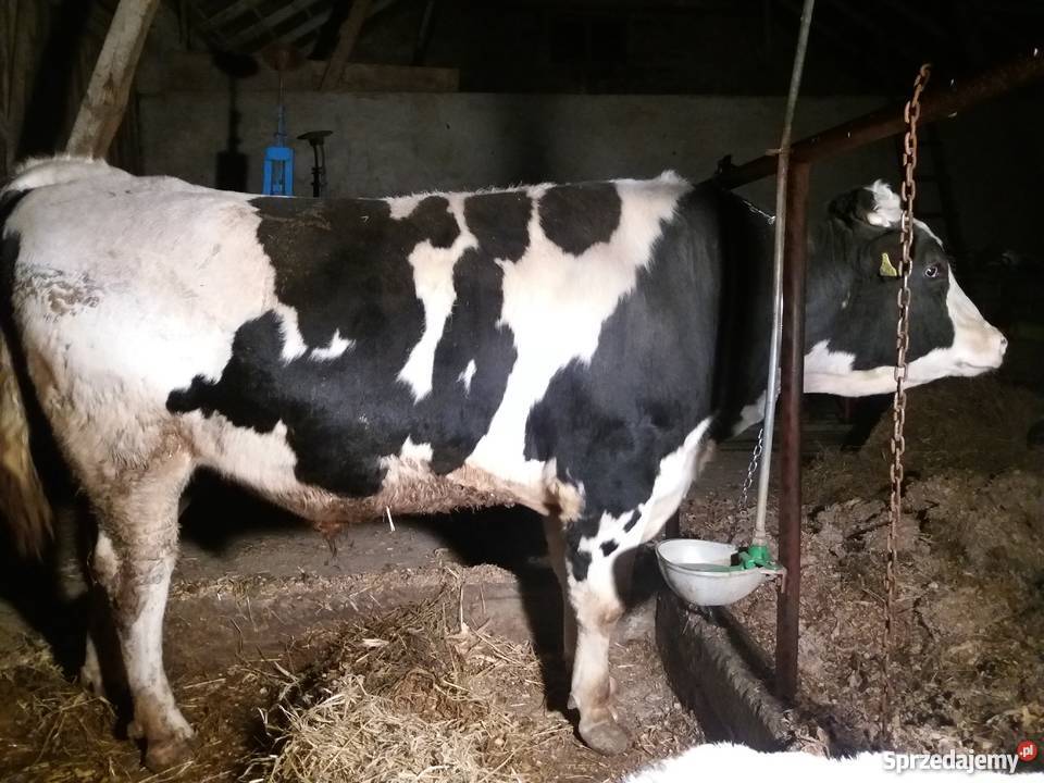 Sprzedam Byka rasy HFHO rozpłodnik BykByczkiByki Strzygi