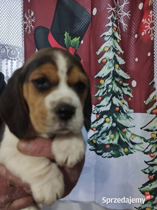 Szczenięta rasy Beagle rodowodowe profil DNA Włocławek
