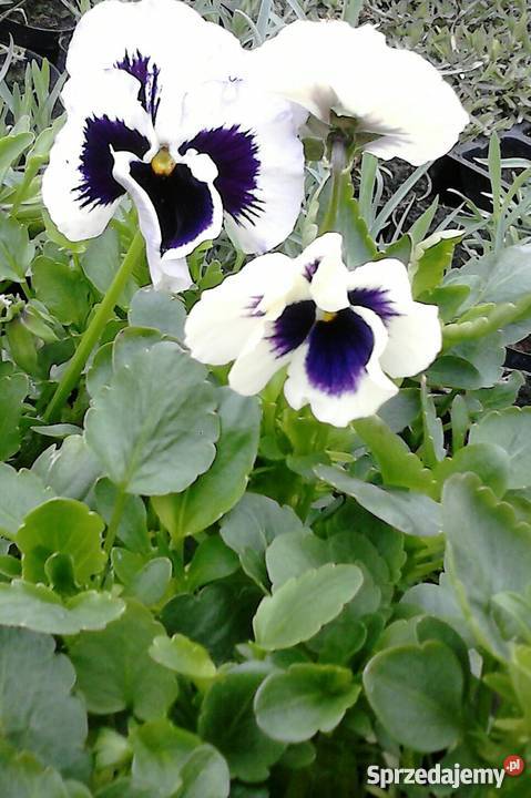 Kwiaty doniczkowe i ogrodowe Czernichów