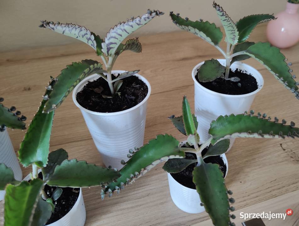 Żyworódka oddam kawę Rzeszów sprzedam
