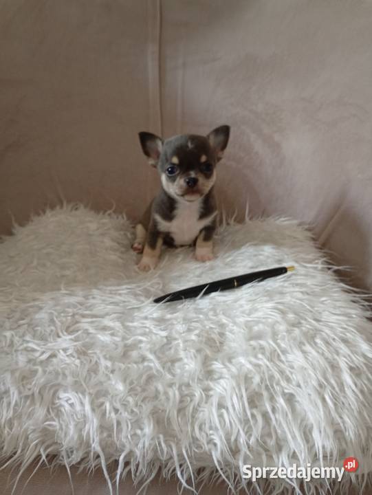 Niebieski chihuahua Chihuahua Konin sprzedam
