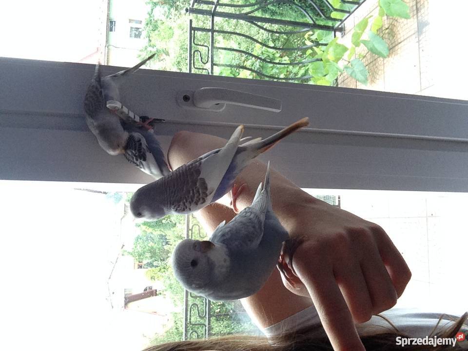 Papugi faliste ręcznie karmione Góra sprzedam