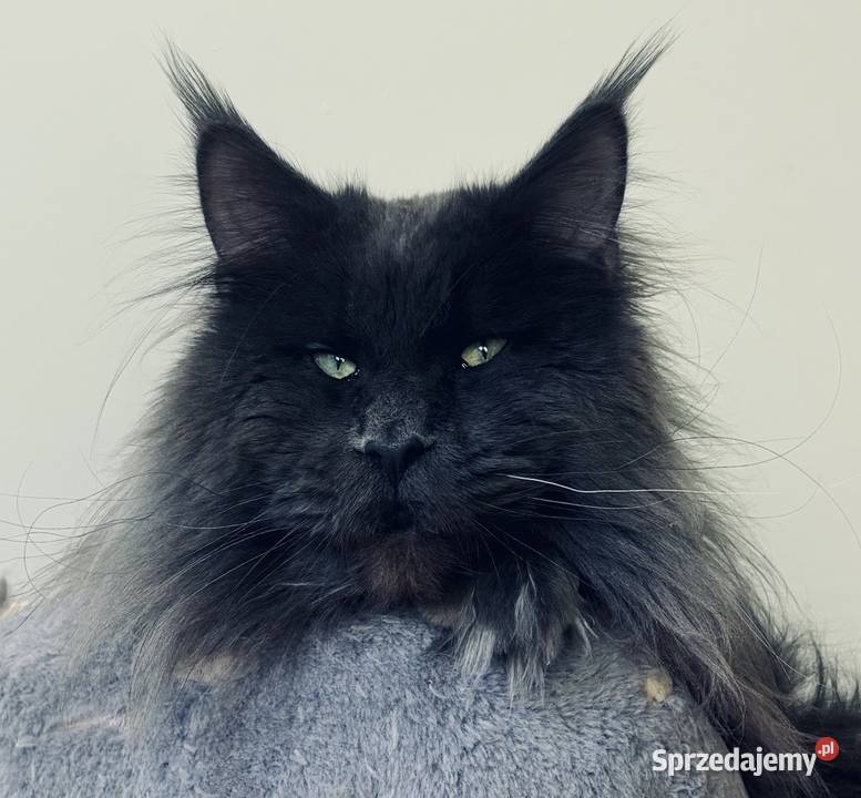 Maine Coon kocurek importach Wińsko