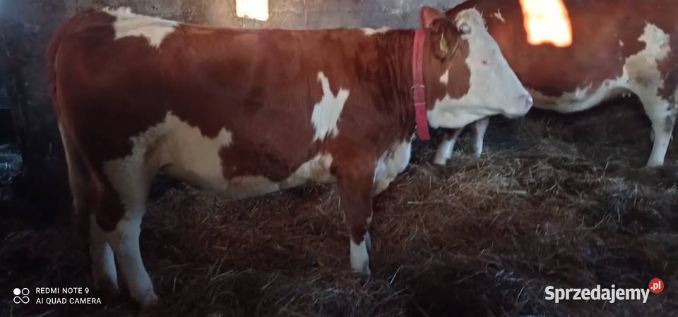 Sprzedam jałówkę 14 miesięczna do zacielenia Białopole