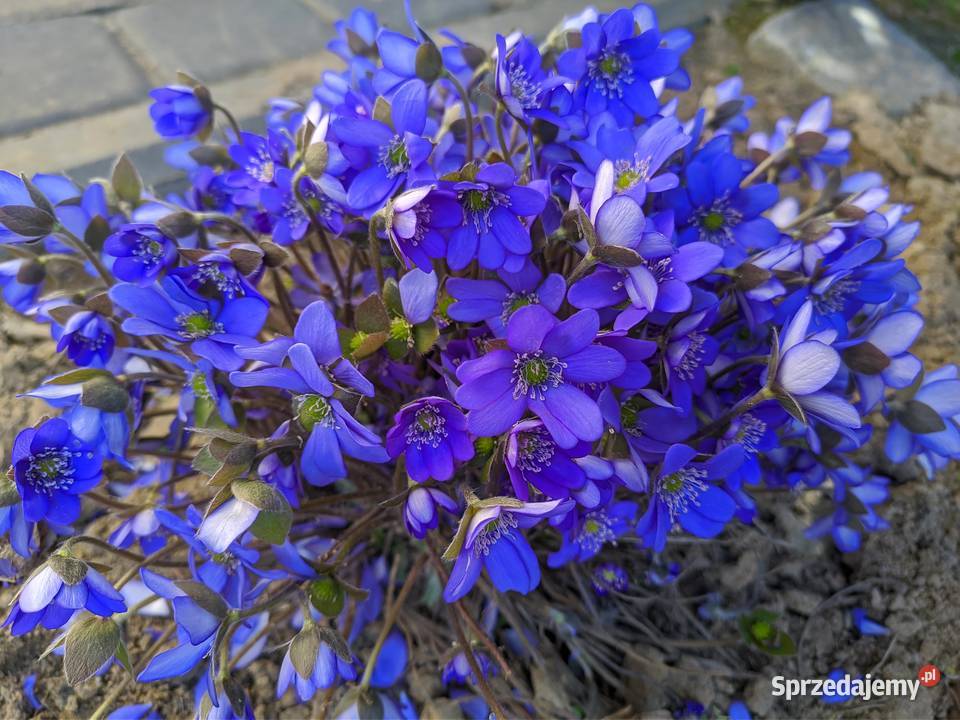 Przylaszczka zakwitnie w tym roku Lublin