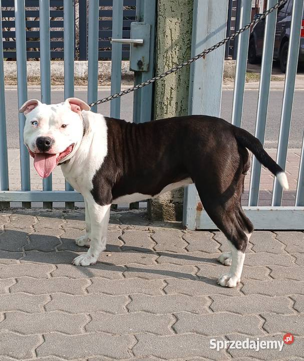 American Staffordsihre Terrier szczeniak Konin
