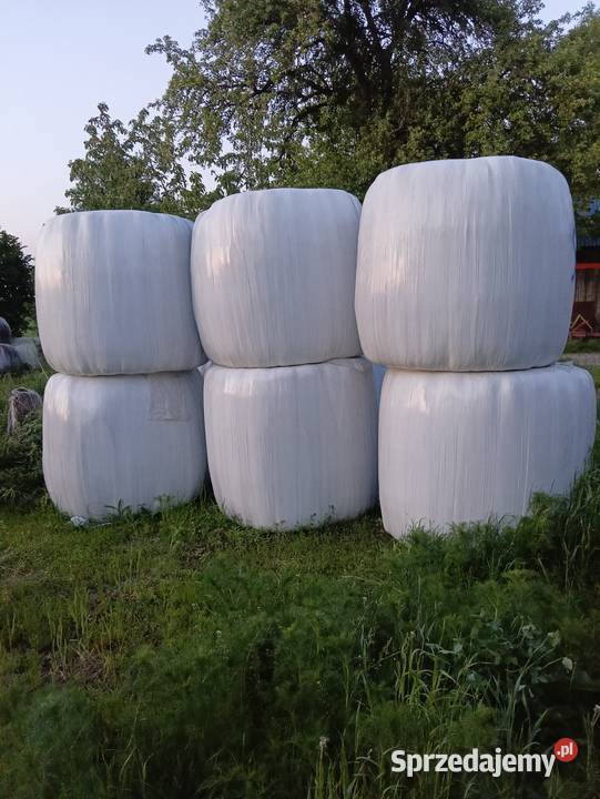 Siano suche Małoszyce sprzedam