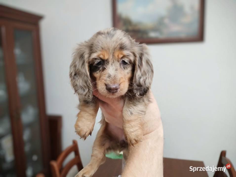 Jamnik Dackel dachshund choco merle