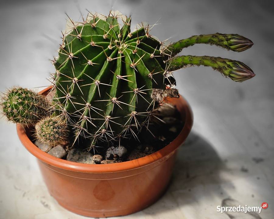 Kaktus Echinopsis Królowa nocy małopolskie Oświęcim sprzedam