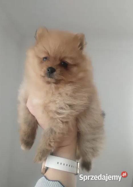 szpic miniaturowy suczka