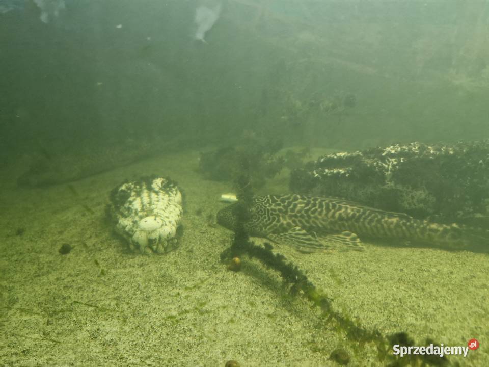 Sprzedam rybki akwariowe Pozostałe