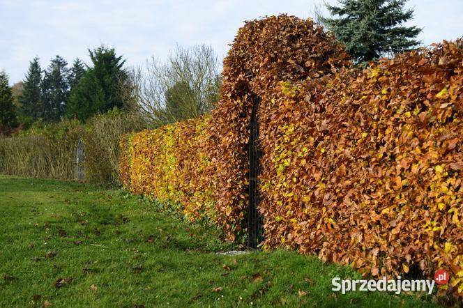 Buk Pospolity sadzonki 100150 280 Kielce