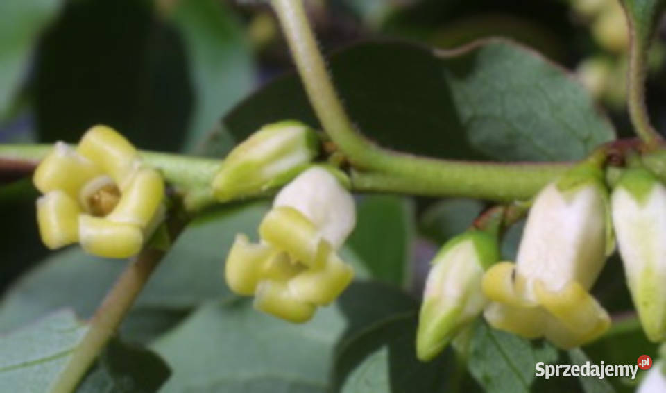 HURMA AMERYKAŃSKA Diospyros Kaki sadzonki w Ustronie sprzedam