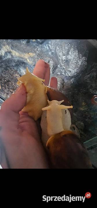 Ślimak aftykanski Lissachatina fulica albino Koszalin