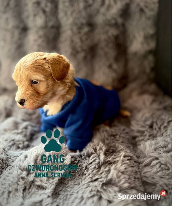 Maltipoo śliczny chłopiec Wadowice