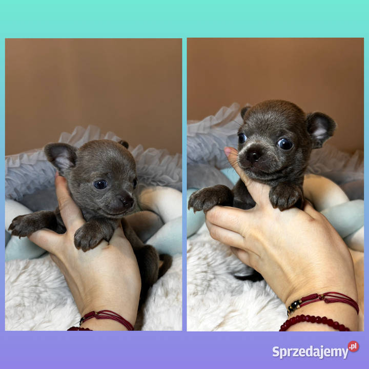 Chihuahua krótkowłosy piesek liliowy badania DNA Bełchatów