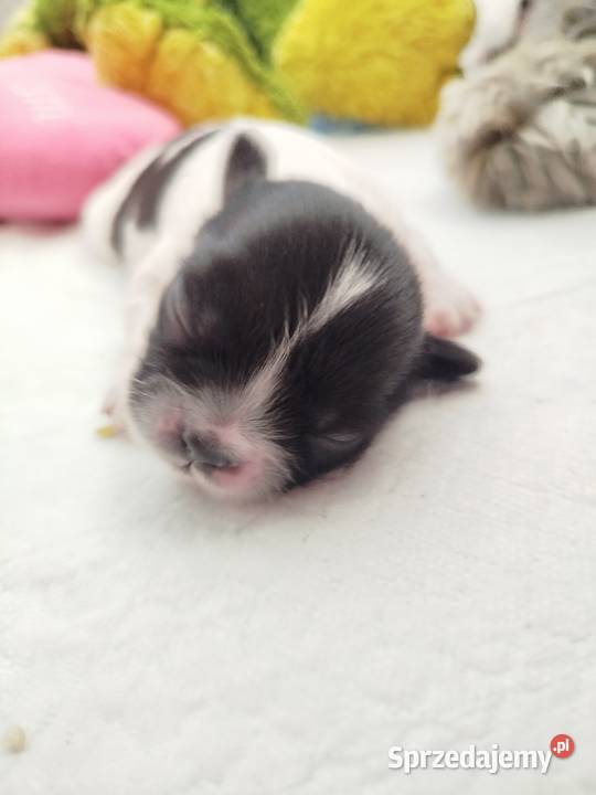 Shih Tzu Złotków