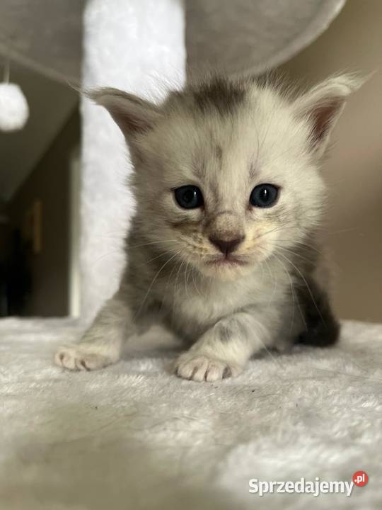 Jerry kocur Maine Coon Szembruk