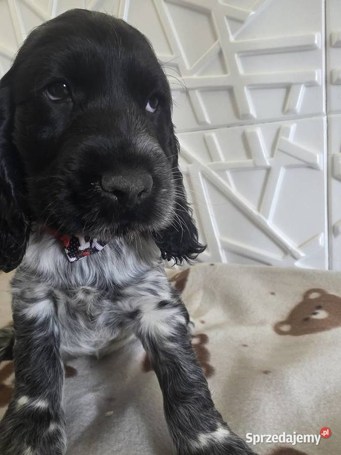 Cocker spaniel angielski pieski trzy ostatnie Żelazków