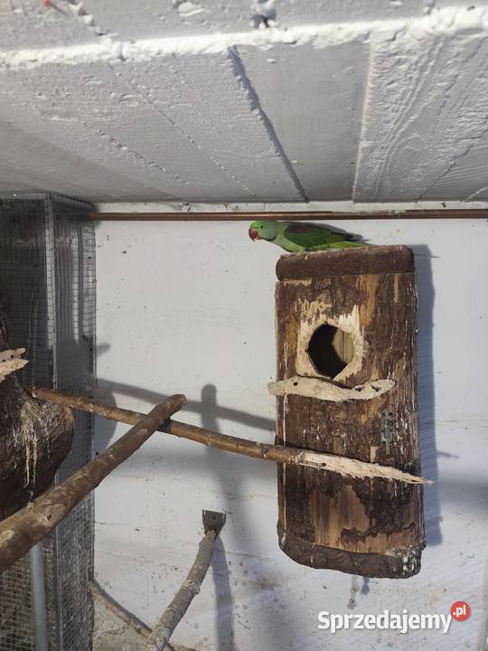 Aleksandretty wielkie dwa samce Pszczyna