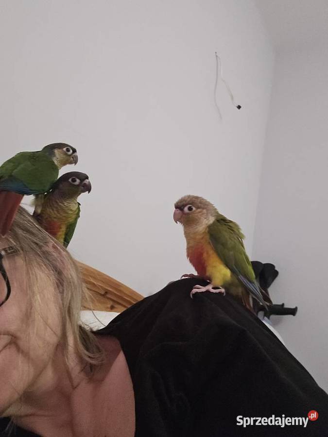 Papuga rudosterka pupil rudosterki oswojone Chodzież