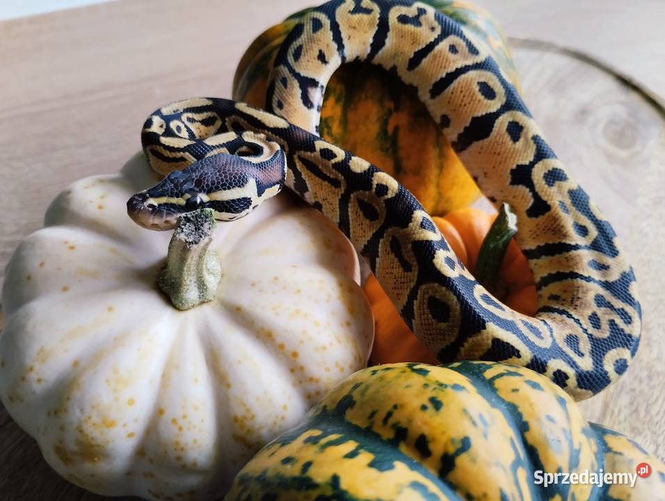 Pyton królewski węże wąż pytony królewskie warmińsko-mazurskie sprzedam