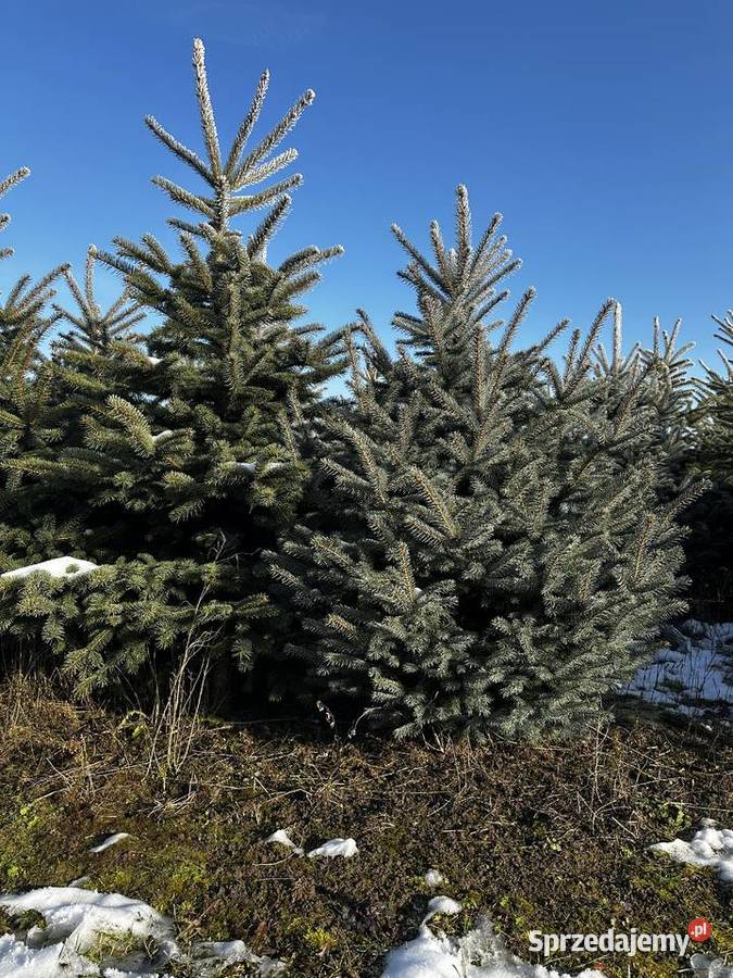 Choinka świerk srebrny