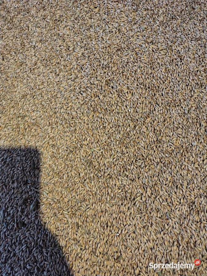 Sprzedam owies pszenżyto dolnośląskie Kraśnik Górny