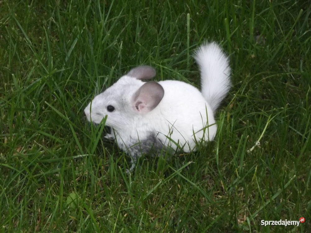 Szynszyle standard aksamitne i Iława