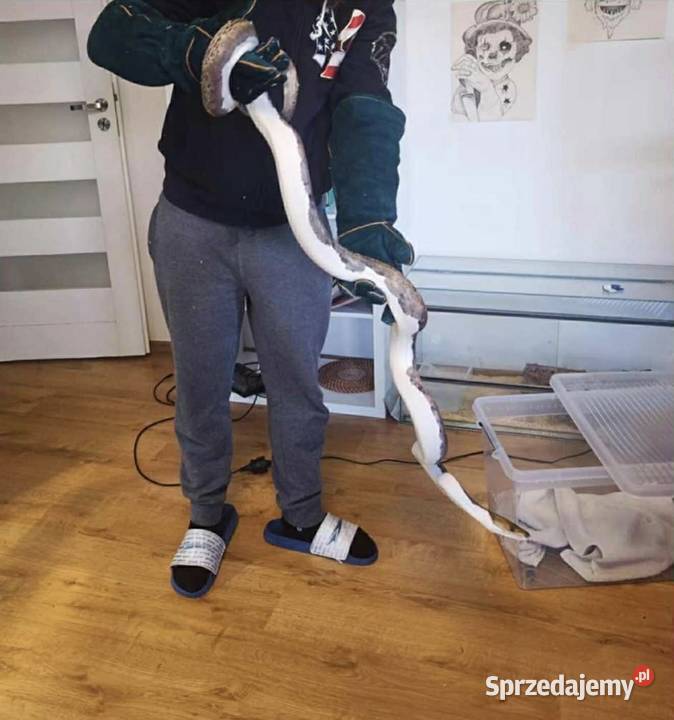 Pyton siatkowany Pied Poznań