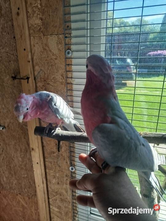 Kakadu różowy mazowieckie Siedlce