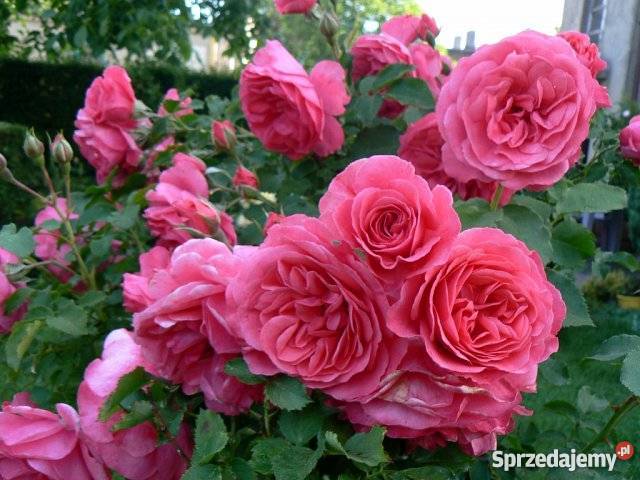 Róże krzewy róż sprzedam PRODUCENT łódzkie